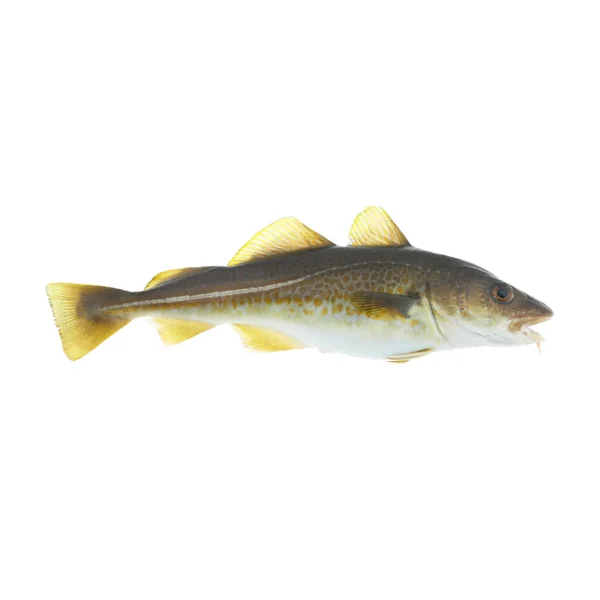 Ảnh calo trong 100g cá tuyết (codfish)