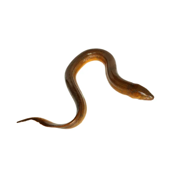 Ảnh calo trong 100g lươn (eel)