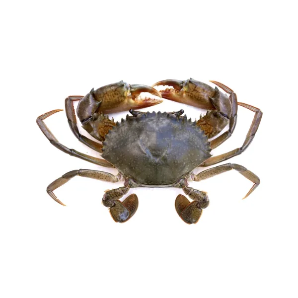 Ảnh calo trong 100g cua biển (sea crab)