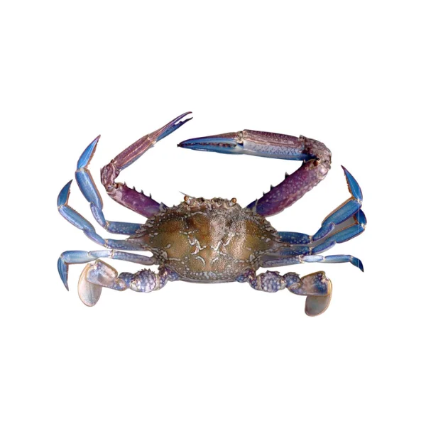 Ảnh calo trong 100g ghẹ (swimming crab)
