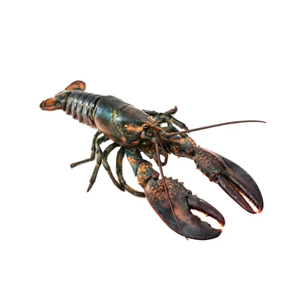 Ảnh calo trong 100g tôm hùm alaska (alaska lobster)
