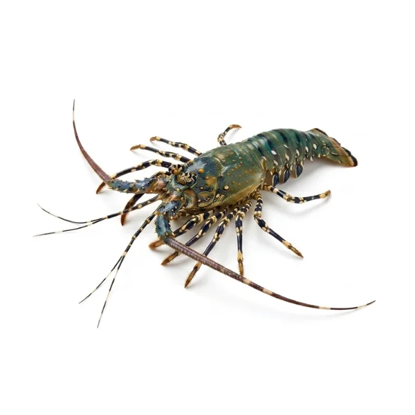 Ảnh calo trong 100g tôm hùm bông (ornate spiny lobster)