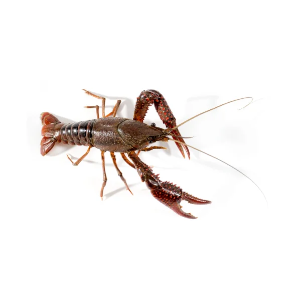 Ảnh calo trong 100g tôm hùm đất (crawfish)