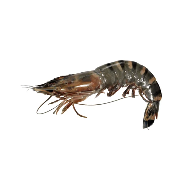 Ảnh calo trong 100g tôm sú biển (giant tiger prawn)