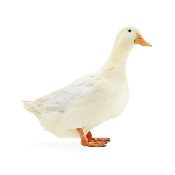 Ảnh calo trong 100g vịt bầu cánh trắng, vịt khoang, vịt lang không da (skinless pekin duck)