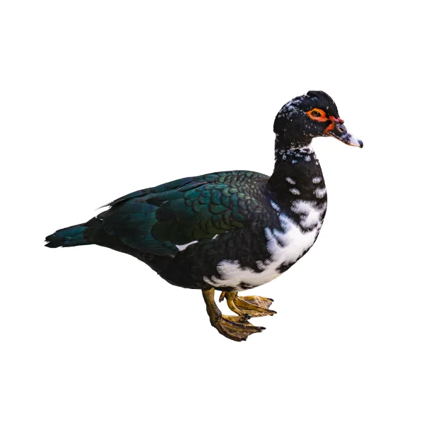 Ảnh calo trong 100g vịt xiêm, ngan bướu mũi không da (skinless muscovy duck)